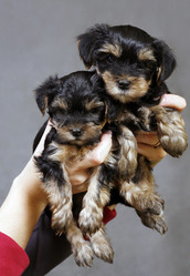 Similar image 1602388