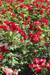 Similar image 1606547