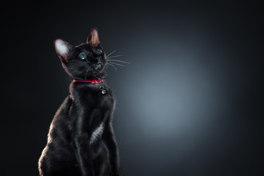 Similar image 1609035