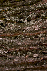 Similar image 1609150