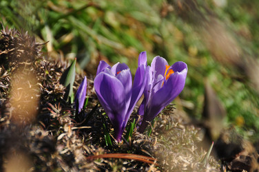 Similar image 1609161