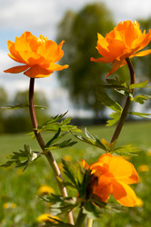 Similar image 1609262