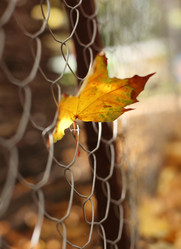 Similar image 1609381