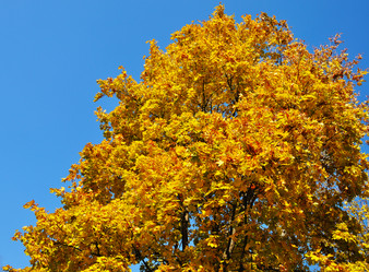 Similar image 1609585