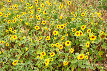 Similar image 1609629