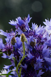 Similar image 1609653