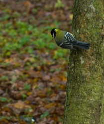 Similar image 1609696