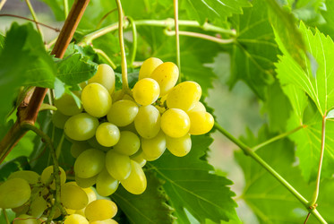 Similar image 1618736