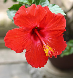 Similar image 1618783