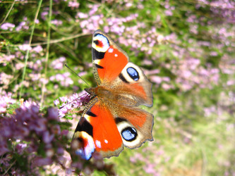 Similar image 1618920