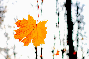 Similar image 1619108