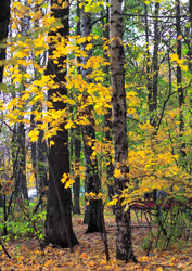 Similar image 1619114