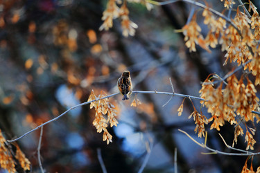 Similar image 1619116