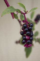 Similar image 1619214