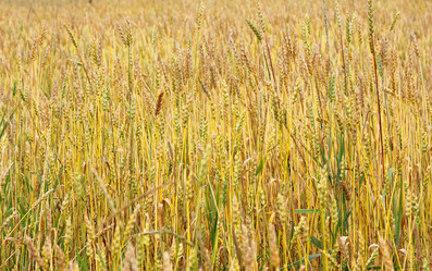 Similar image 1619307