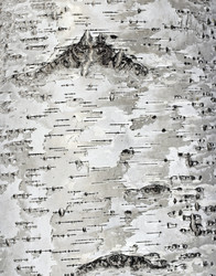 Similar image 1619326