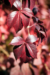 Similar image 1620386