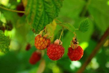 Similar image 1624136