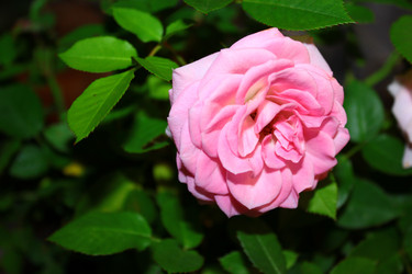 Similar image 1624324