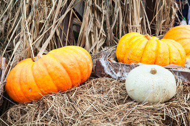 Similar image 1624585