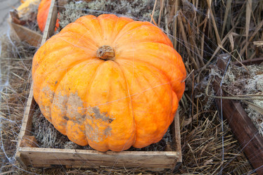 Similar image 1624588