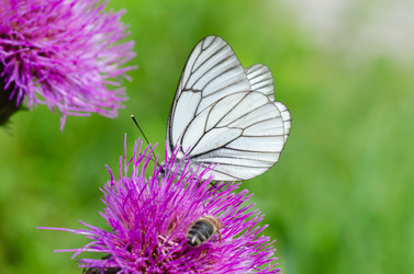 Similar image 1626183