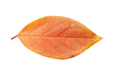 Similar image 1626223