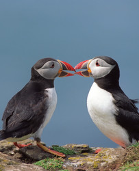 Similar image 1629252