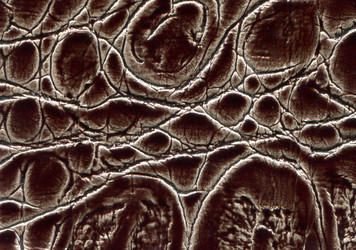 Similar image 1629299