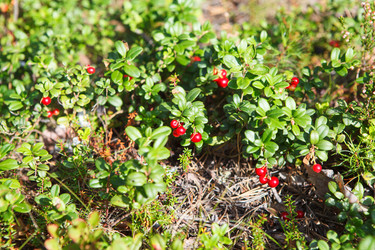 Similar image 1629370