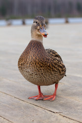 Similar image 1629582