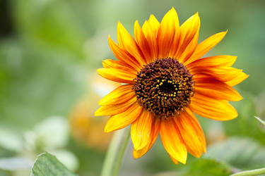 Similar image 1630313