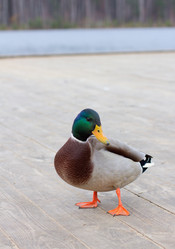 Similar image 1630490