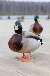 Similar image 1630493