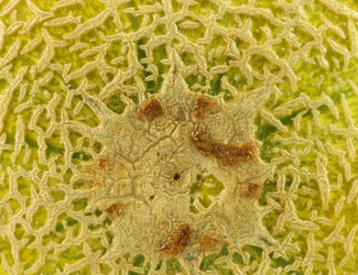 Similar image 1631415