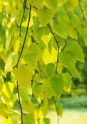 Similar image 1638656