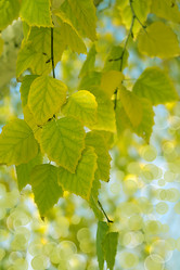 Similar image 1642248