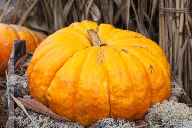 Similar image 1644602