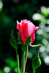 Similar image 1644837