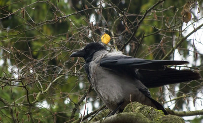 Similar image 1646526