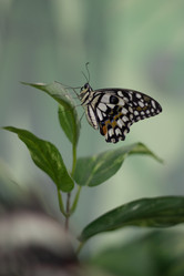 Similar image 1646658