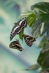 Similar image 1646662