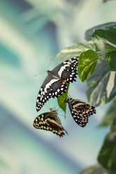 Similar image 1646664