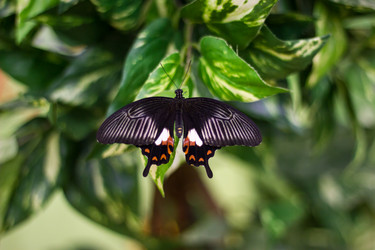 Similar image 1646666