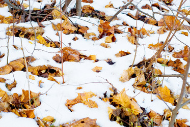 Similar image 1646688