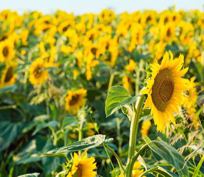 Similar image 1651822