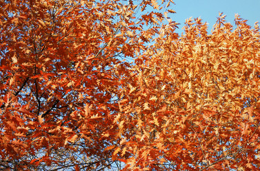 Similar image 1652626