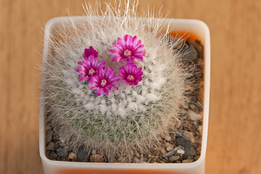 Similar image 1654029