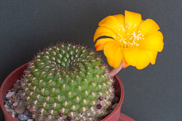 Similar image 1654030