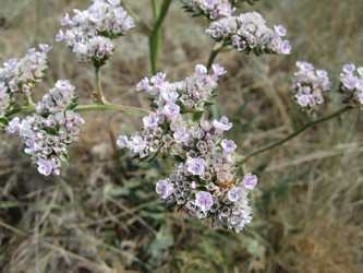 Similar image 1654240